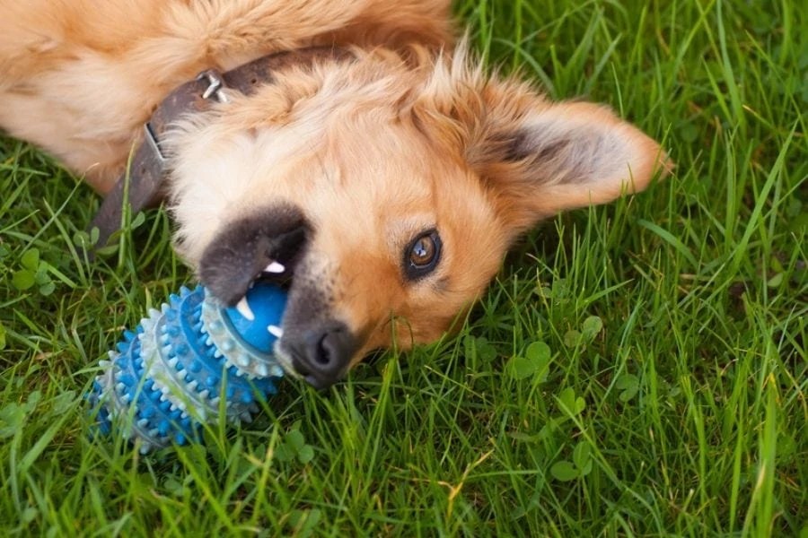 Canine Enrichment How to Keep Your Dogs Busy When You Go Back to Work