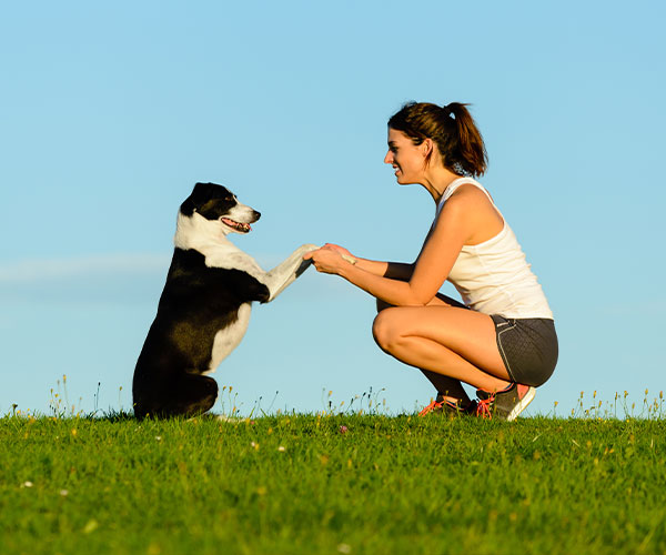 Private Training Pawsitive K9 Solutions Los Angeles Dog Training