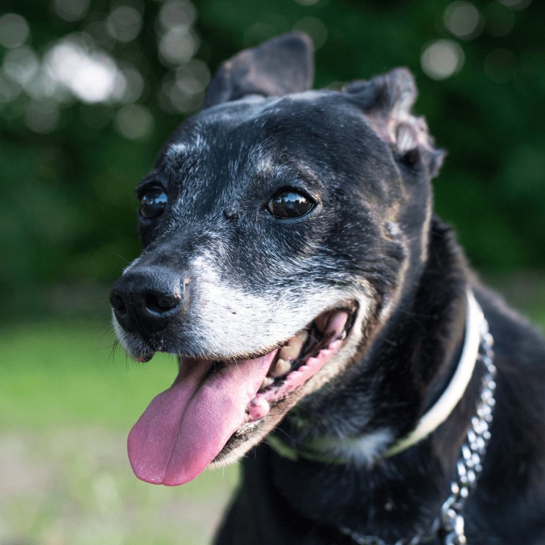 What Causes Laryngeal Paralysis In Dogs