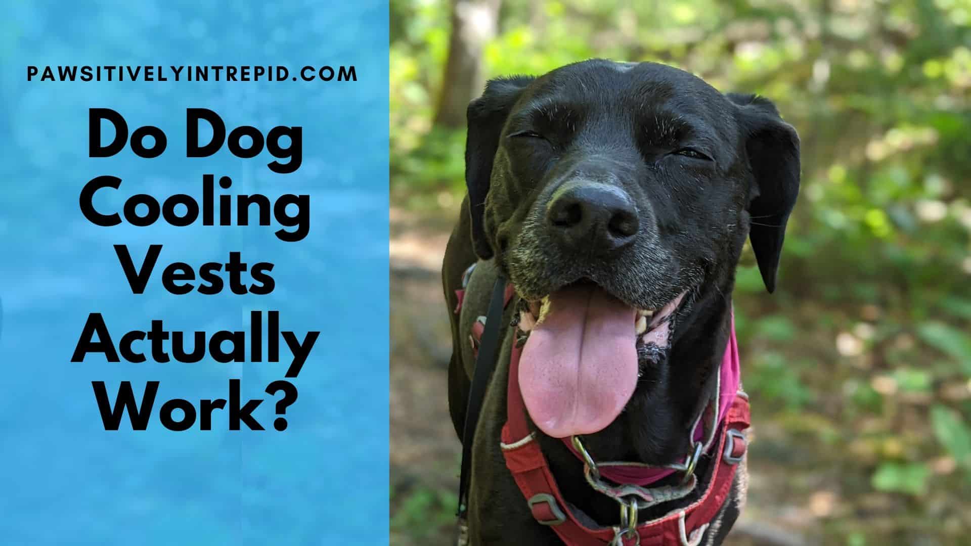 Do Dog Cooling Vests Actually Work? Pawsitively Intrepid
