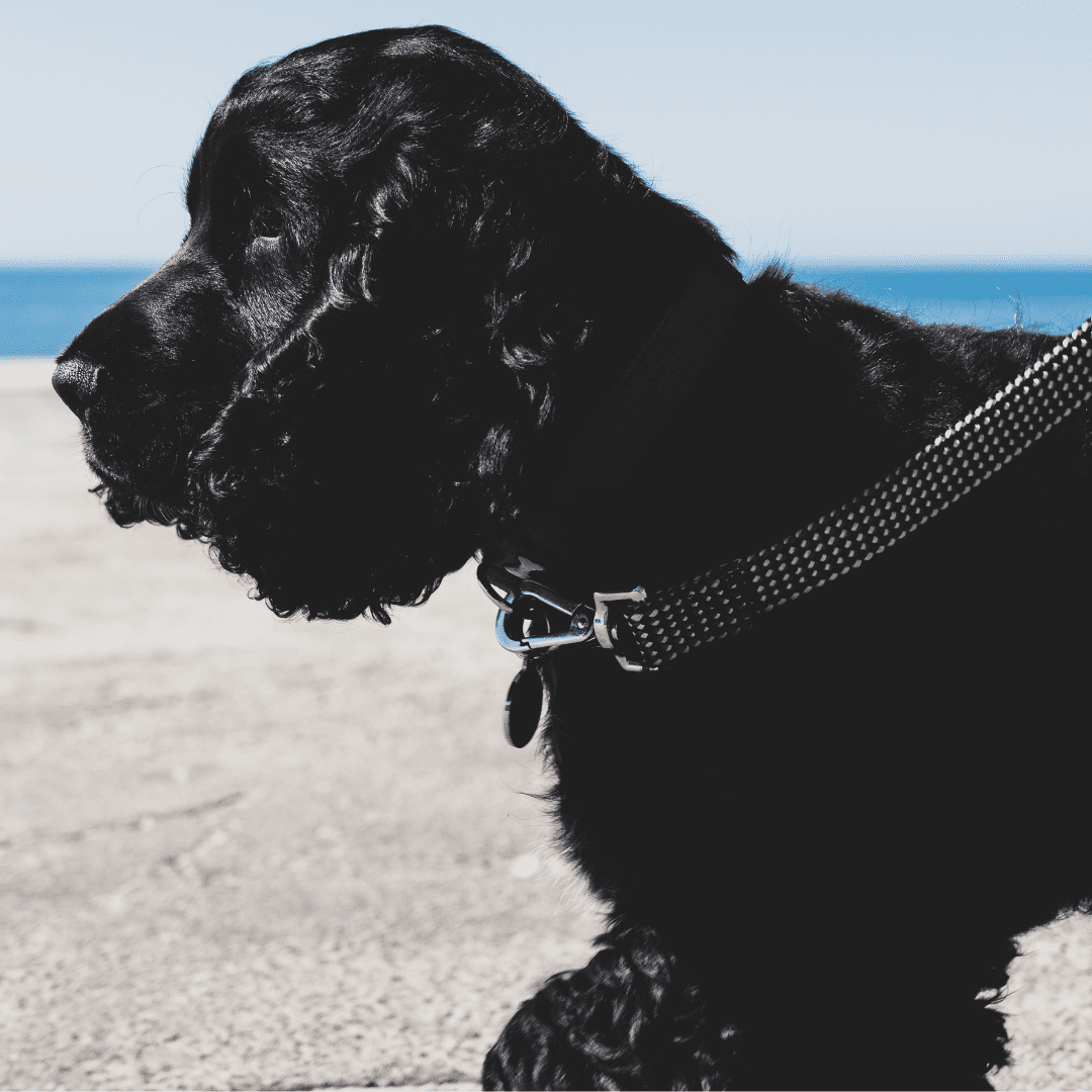 Why Do I Have To Drag My Dog On Walks