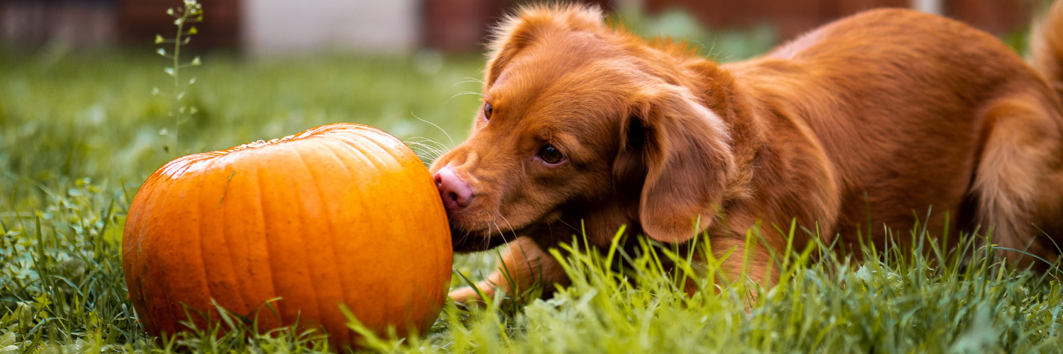 Recipe DogFriendly Pumpkin Ice Cream Pawsitively