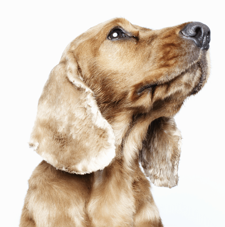 A Simple Tip to Increase Pet Adoptions Pet Adoption & Animal Rescue