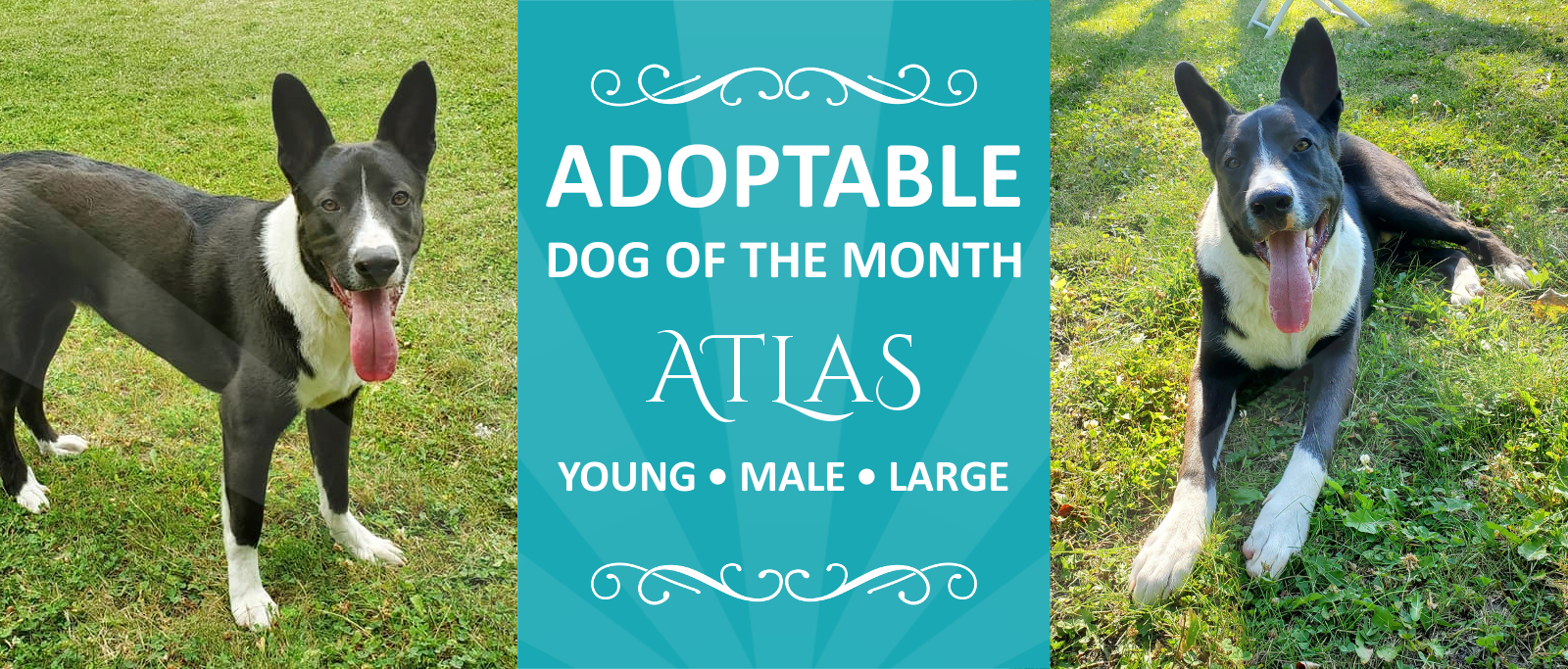 Pawsitive Match Rescue Foundation Calgary Based Dog and Cat Rescue