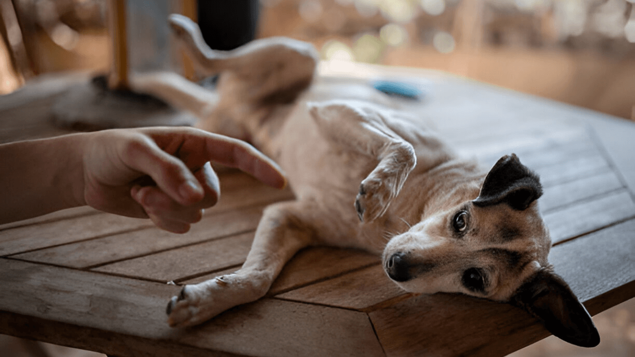 10 Common Mistakes Pet Owners Make and How to Avoid Them Pawsitive