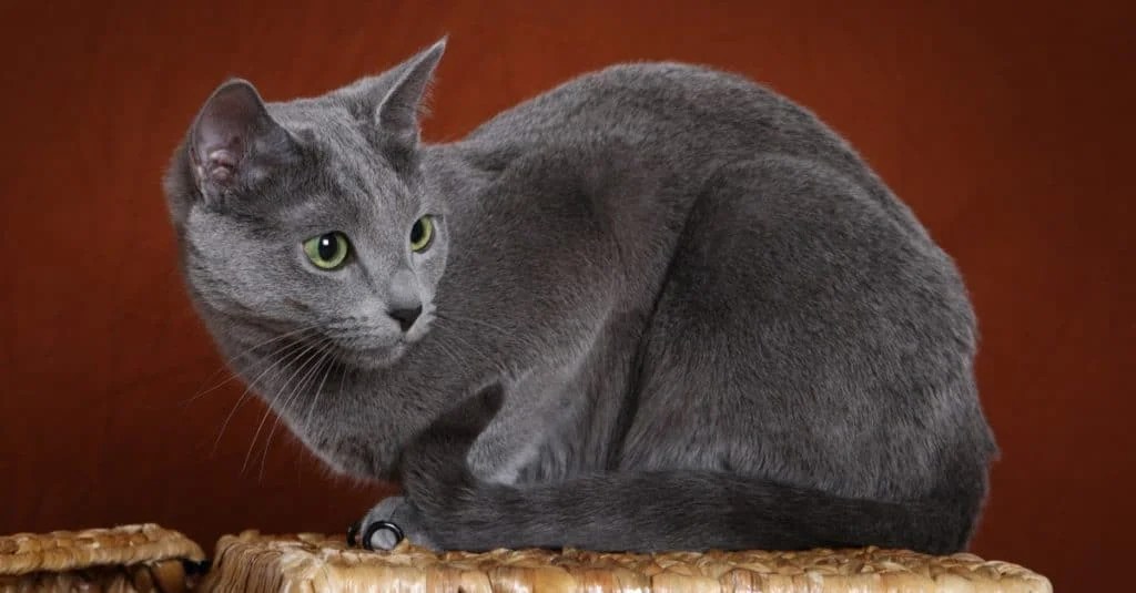 Russian Blue Cat Unraveling Prices and Hypoallergenic Qualities