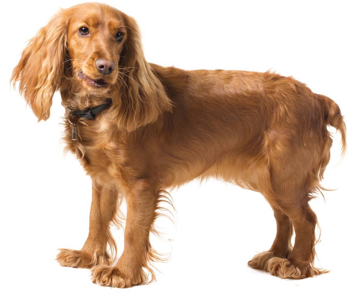 English Cocker Spaniel Dog Breed Guide
