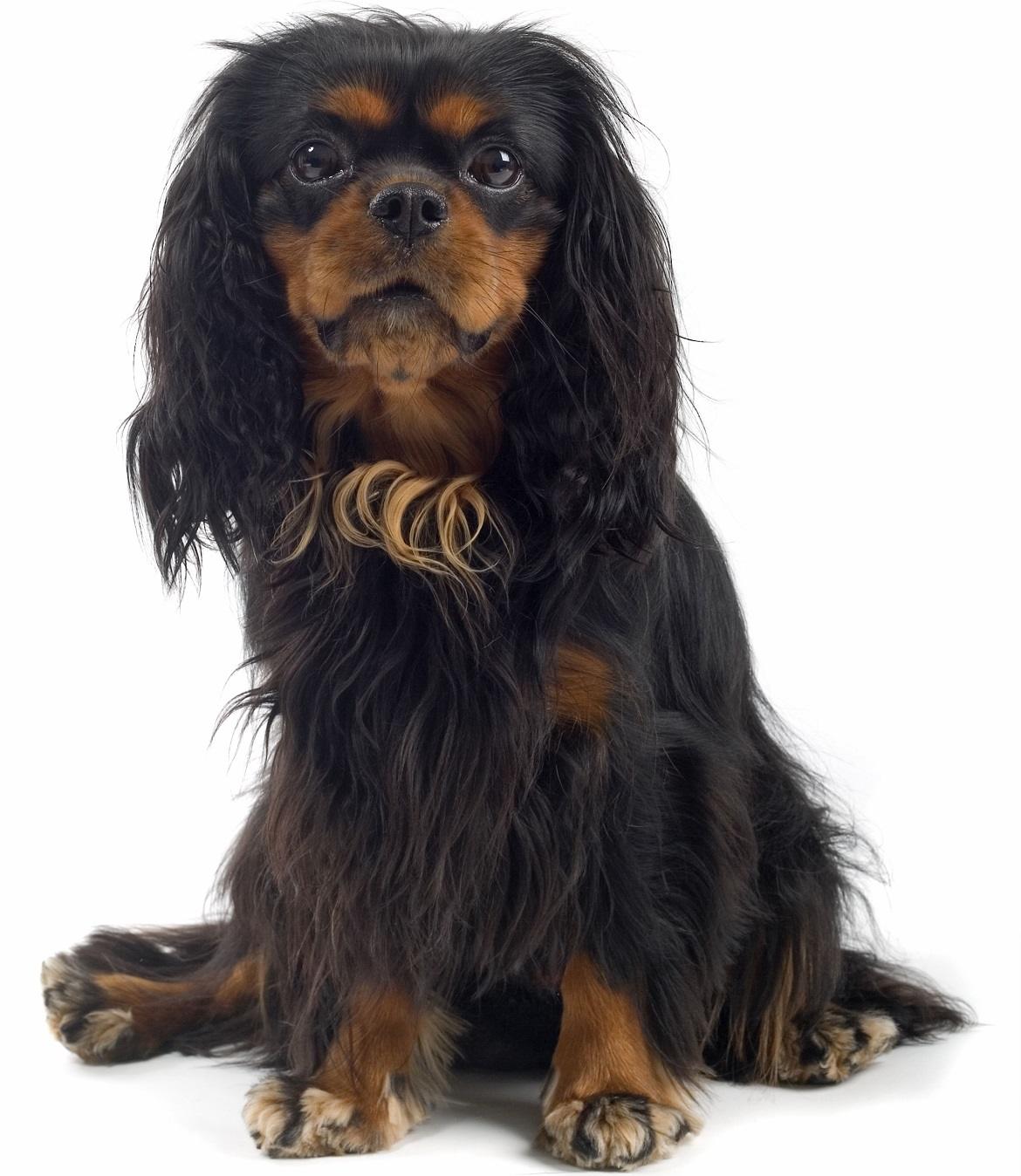 English Toy Spaniel Paws N Pups