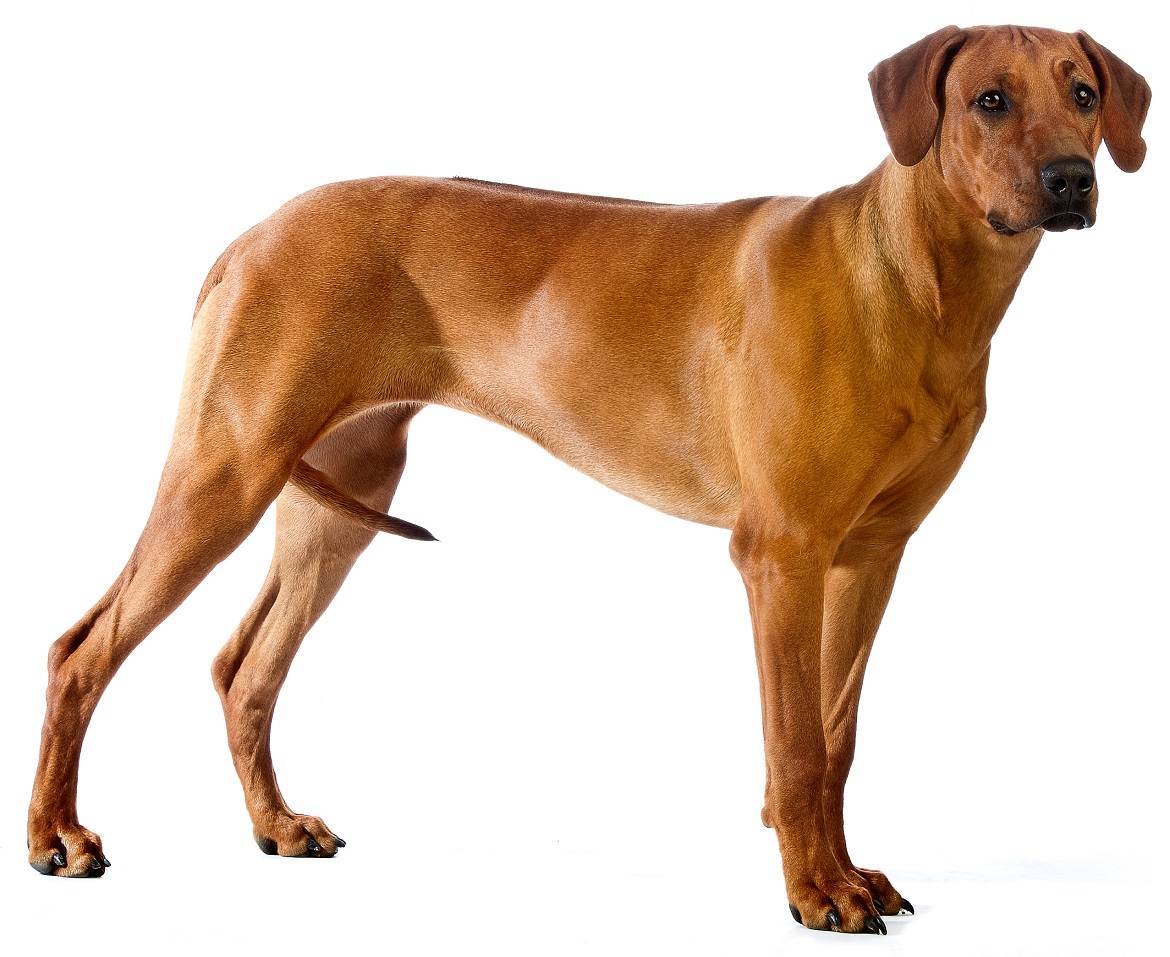 Rhodesian Ridgeback Dog Breed Guide