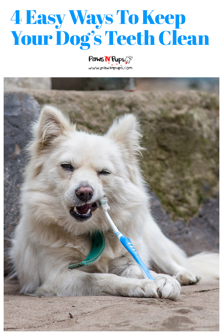 Dog Hygiene Tips 4 Easy Ways to Keep Your Dog's Teeth Clean