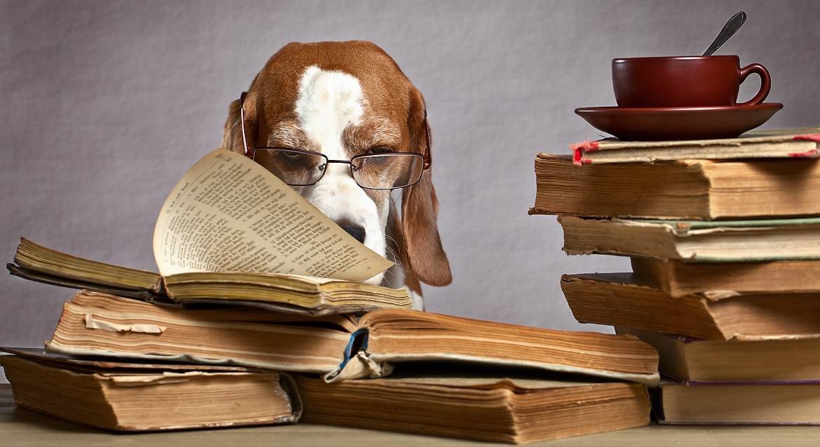 5 Books About Dogs You Need To Add To Your Reading List