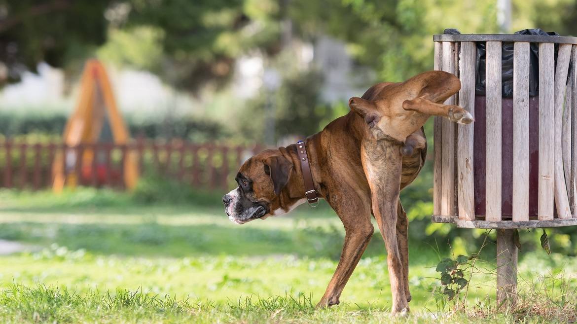 5 Ultimate Tips To Help Potty Train Your Puppy