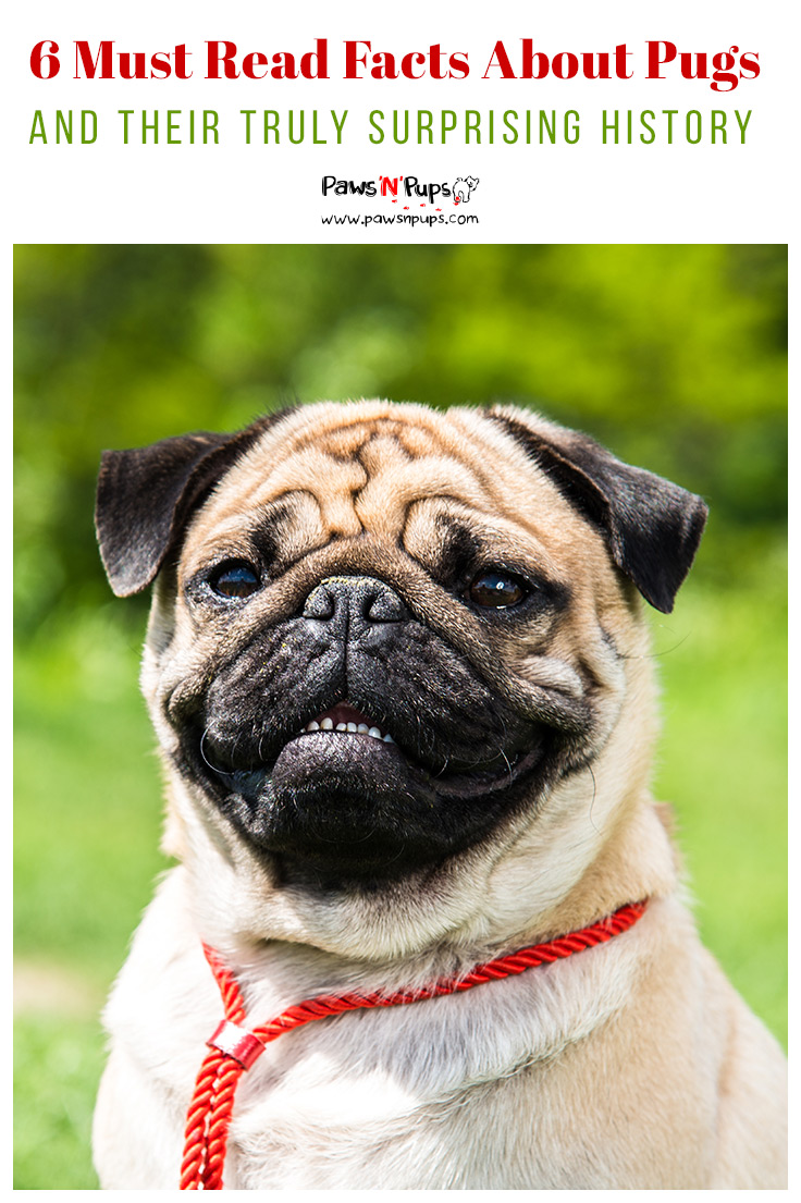 6 Must Read Facts About Pugs