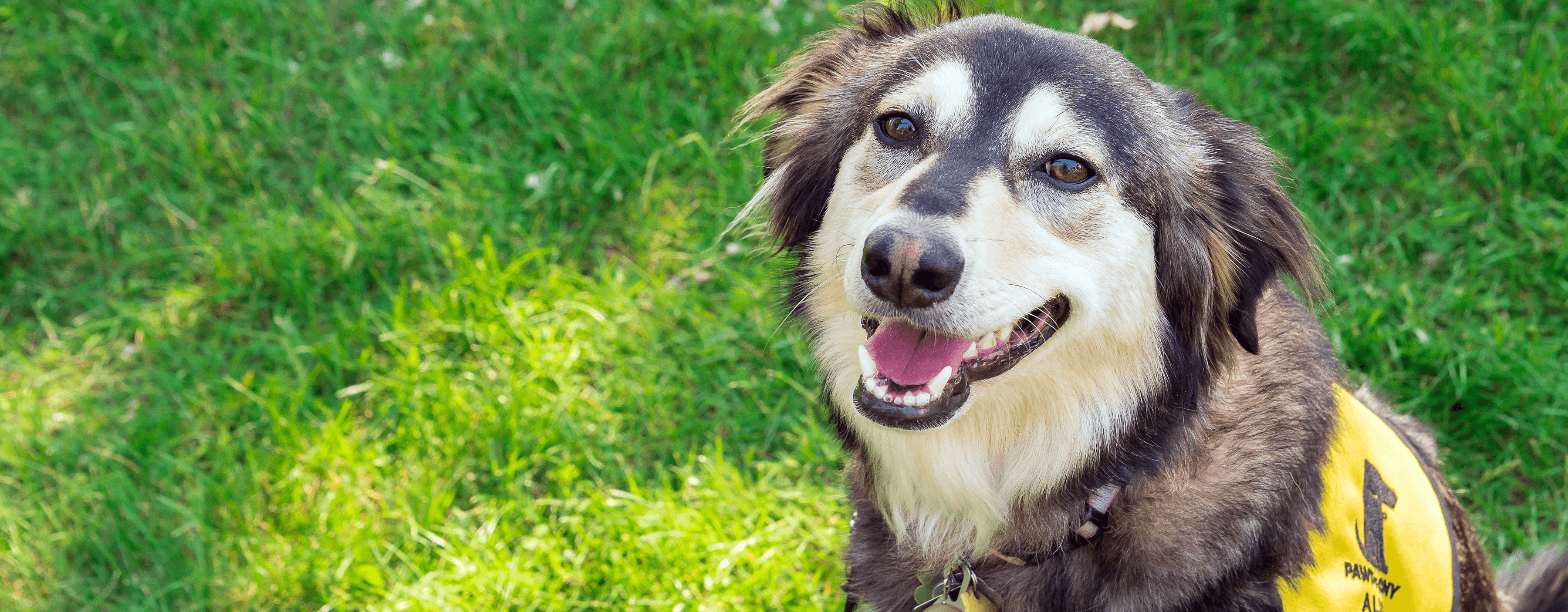 Registration Open for November Therapy Dog Training Class