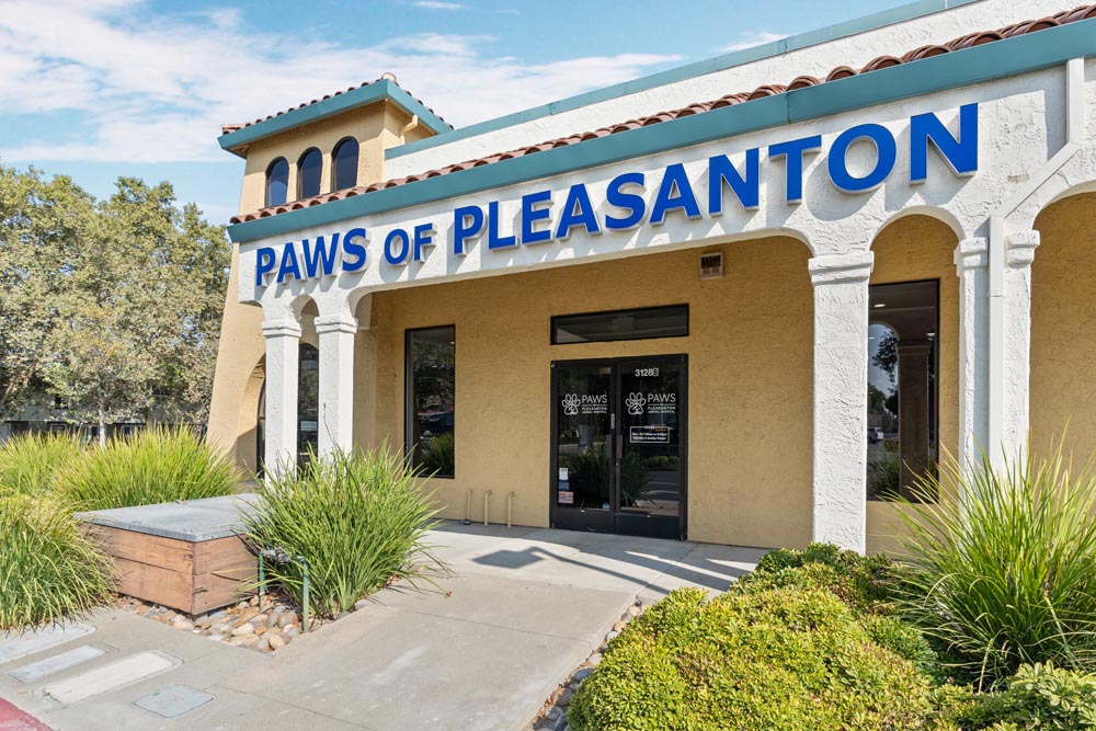 Hospital Tour Paws of Pleasanton Animal Hospital