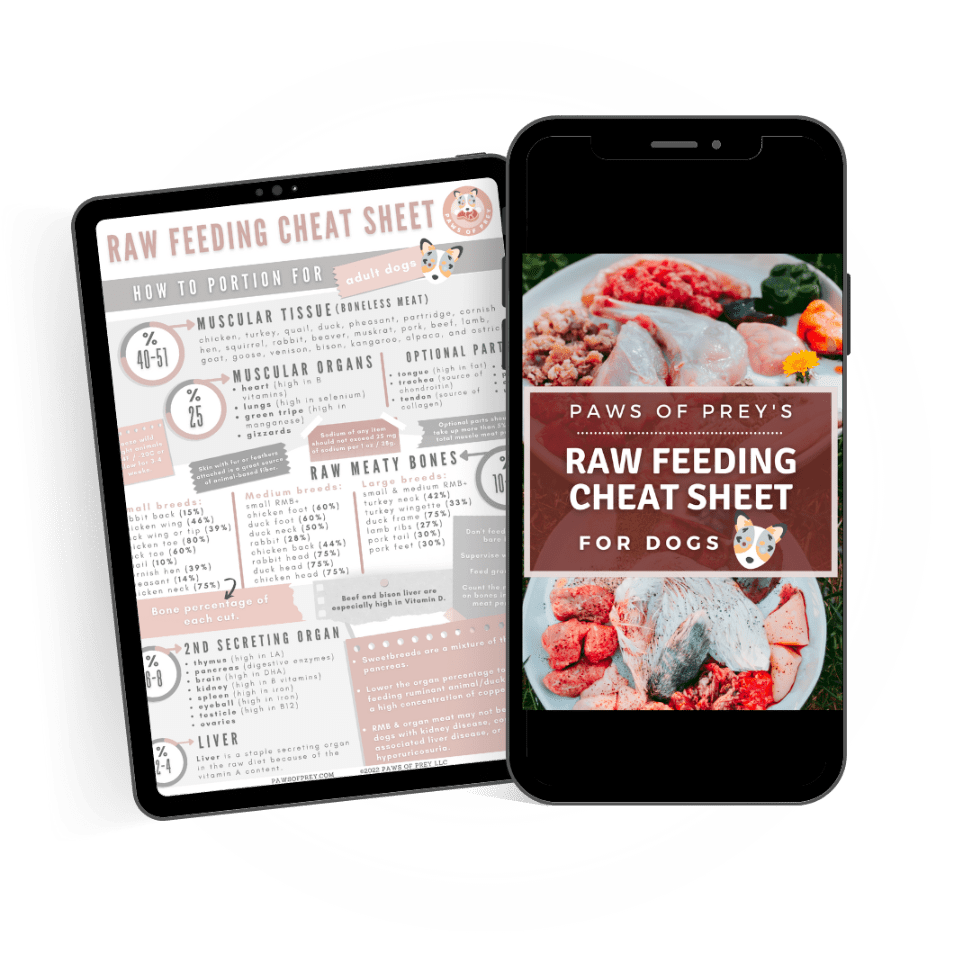 5 mistakes that make your pet reject raw food Paws of Prey