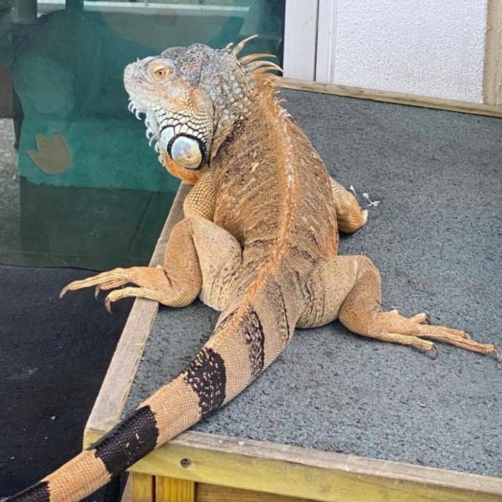 pawsome Best Pet Sitter In Orlando Florida