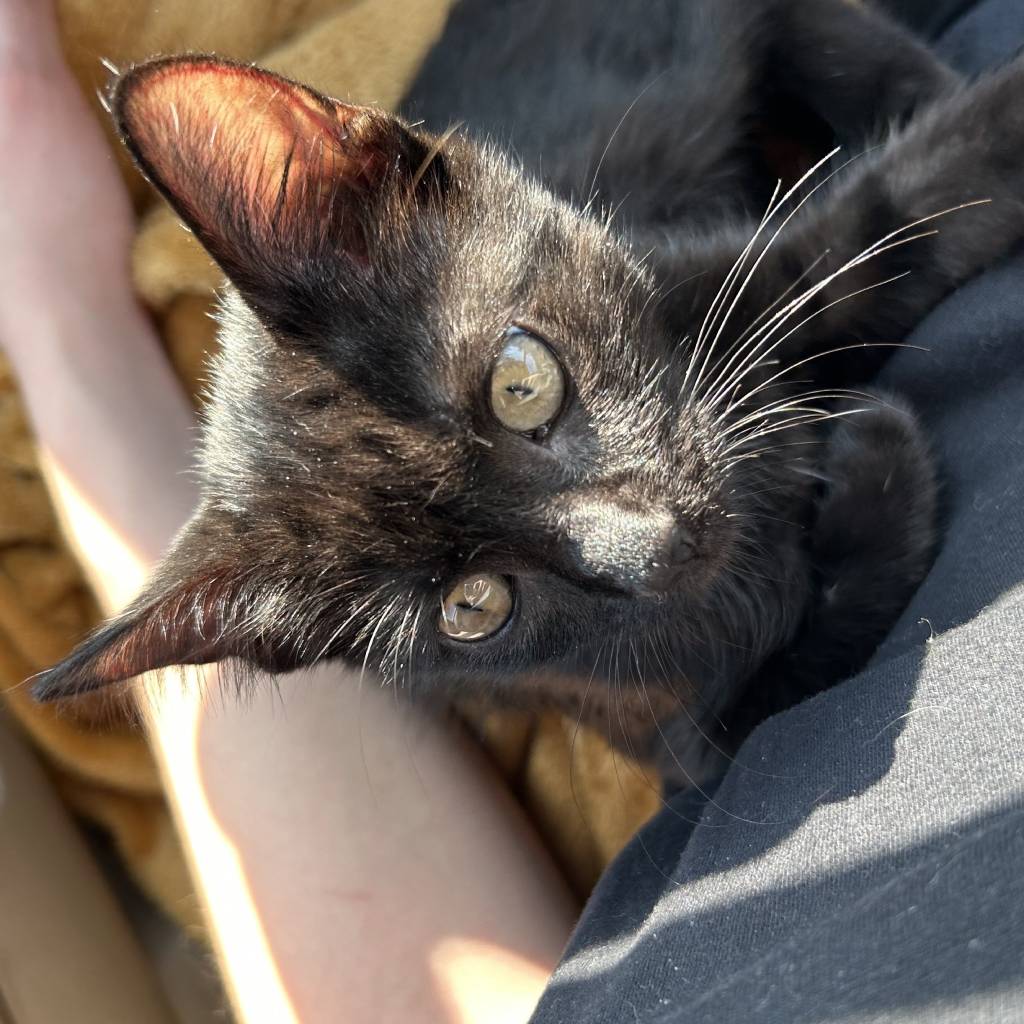 pawsome Best Pet Sitter In Orlando Florida