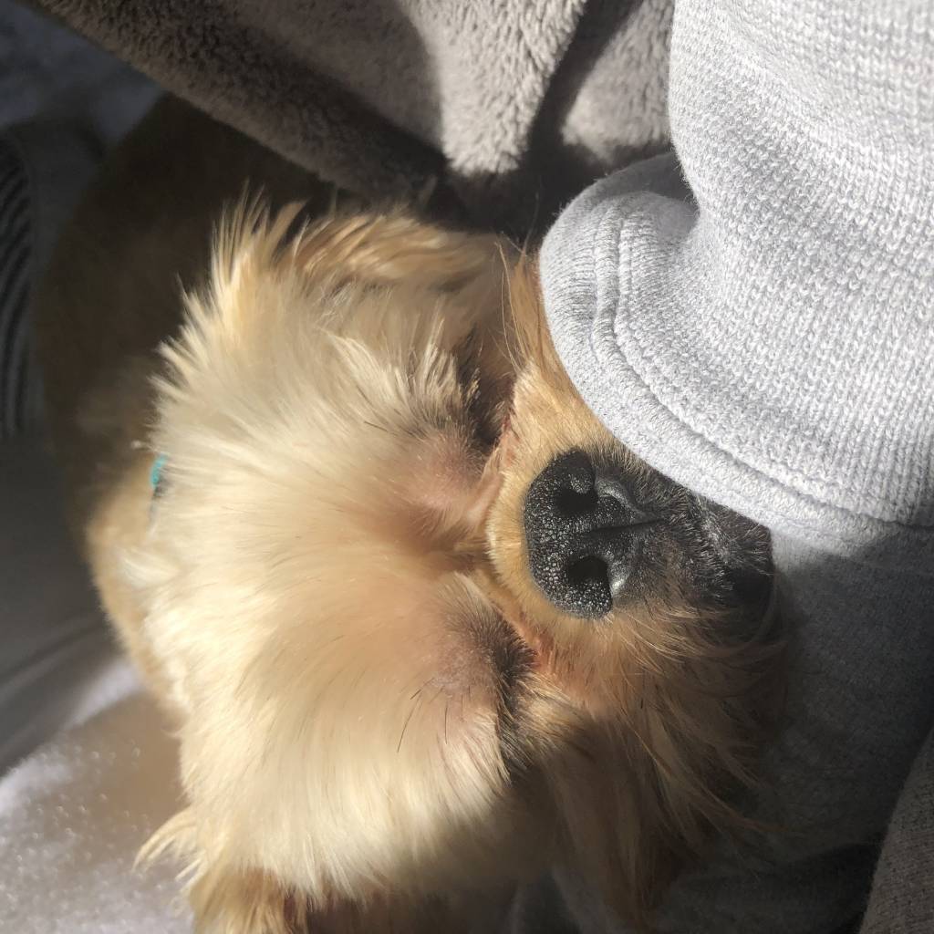 pawsome Best Pet Sitter In Orlando Florida