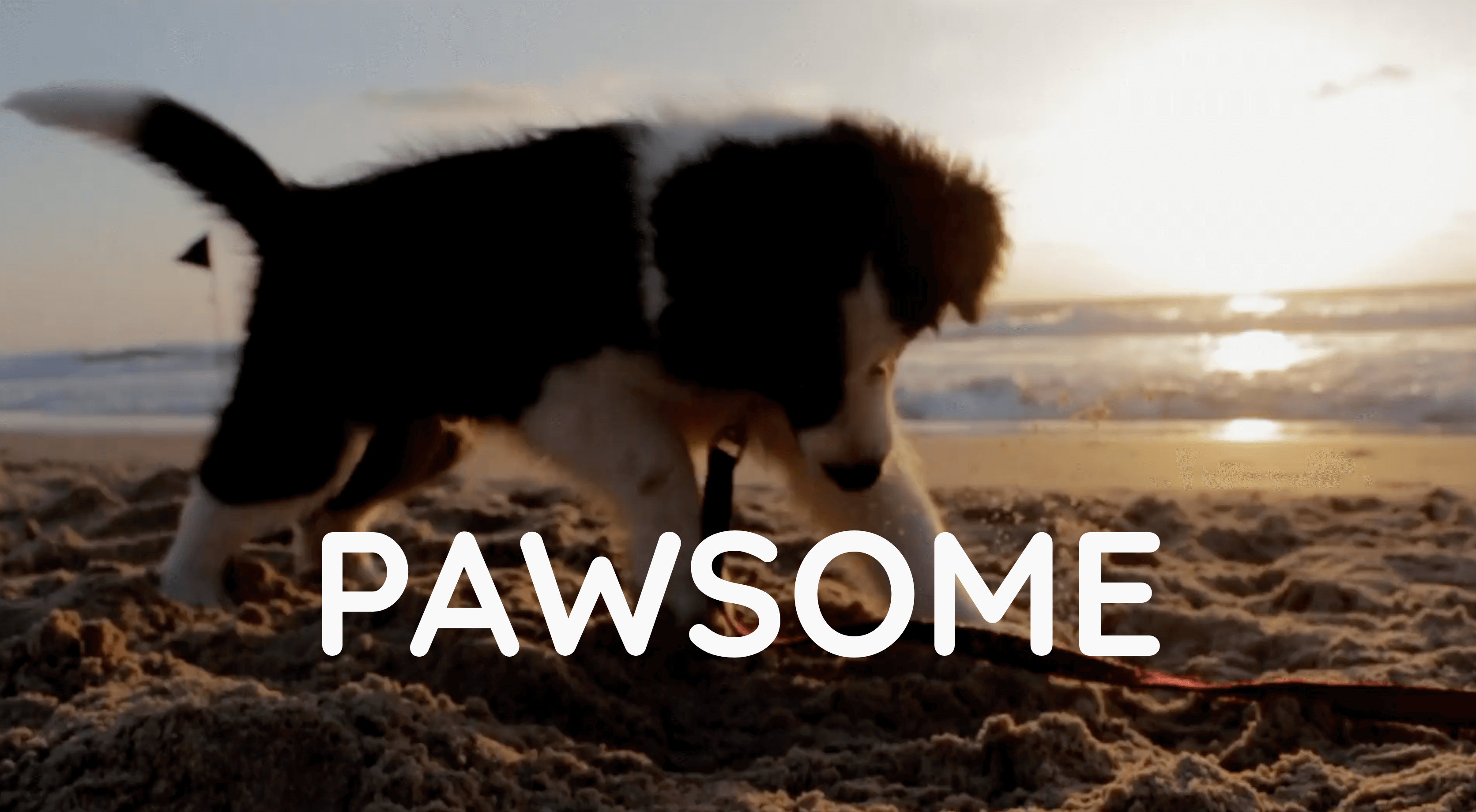 Dog friendly Stockholm, Gothenburg and Uppsala Dog friendly Sweden