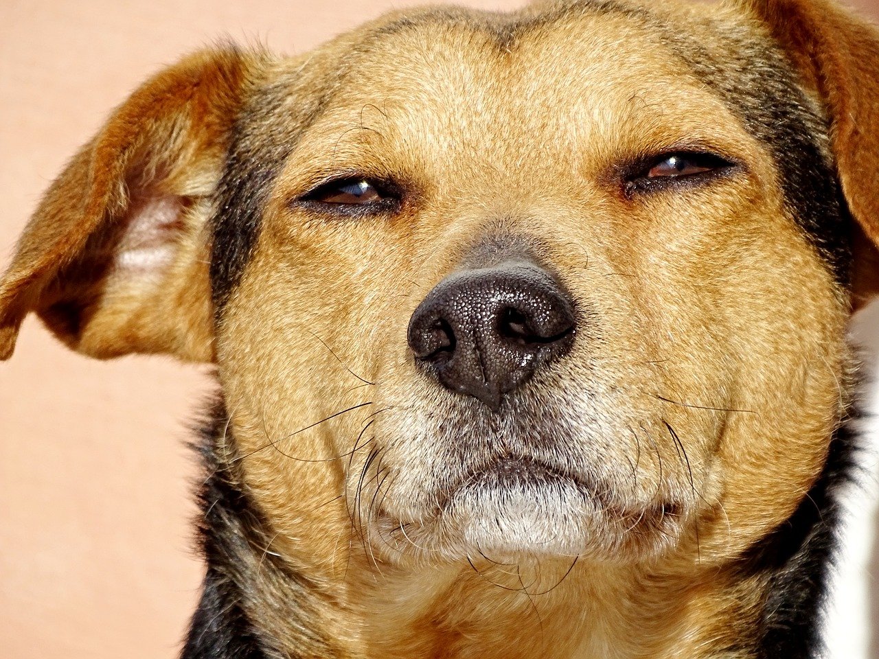 Can Dogs Get High? Discover The Issues With Weed For Dogs