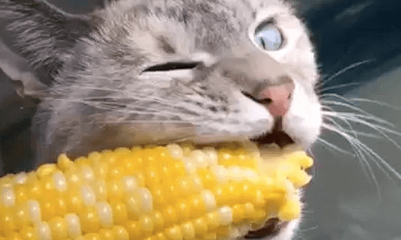 can cats have corn