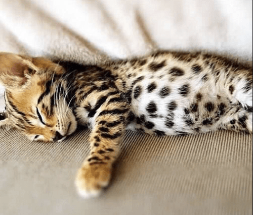 10 New Cat Breeds (Guaranteed To Surprise You!) Pawsome Kitty