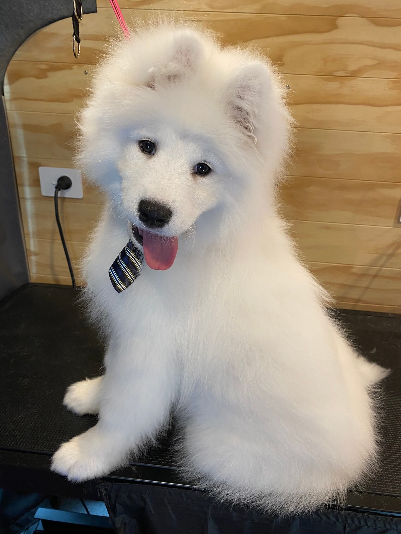 Gallery Pawsome Mobile Pet & Dog Grooming Christchurch