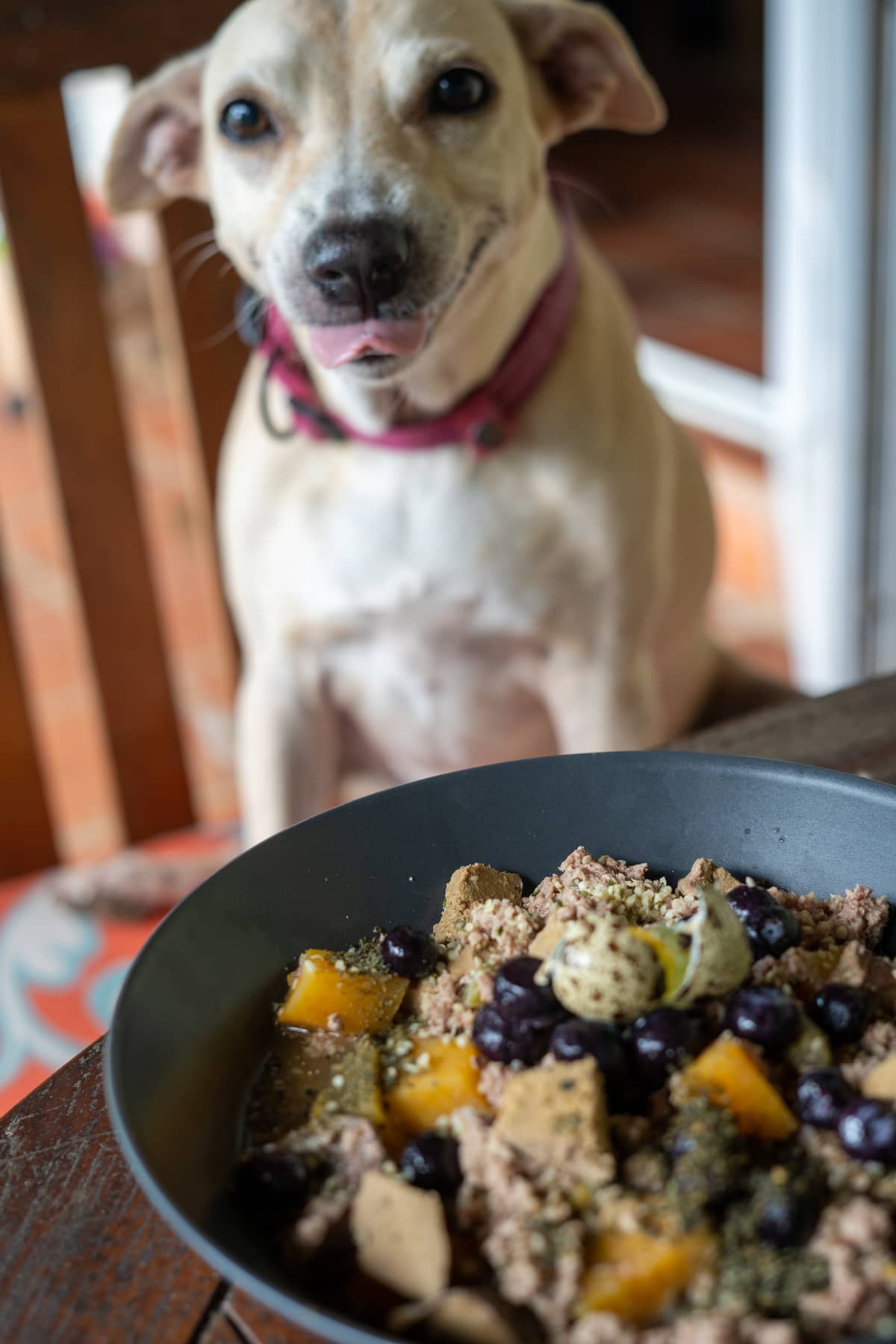 Homemade Turkey Stew for Dogs Pawsome Recipes