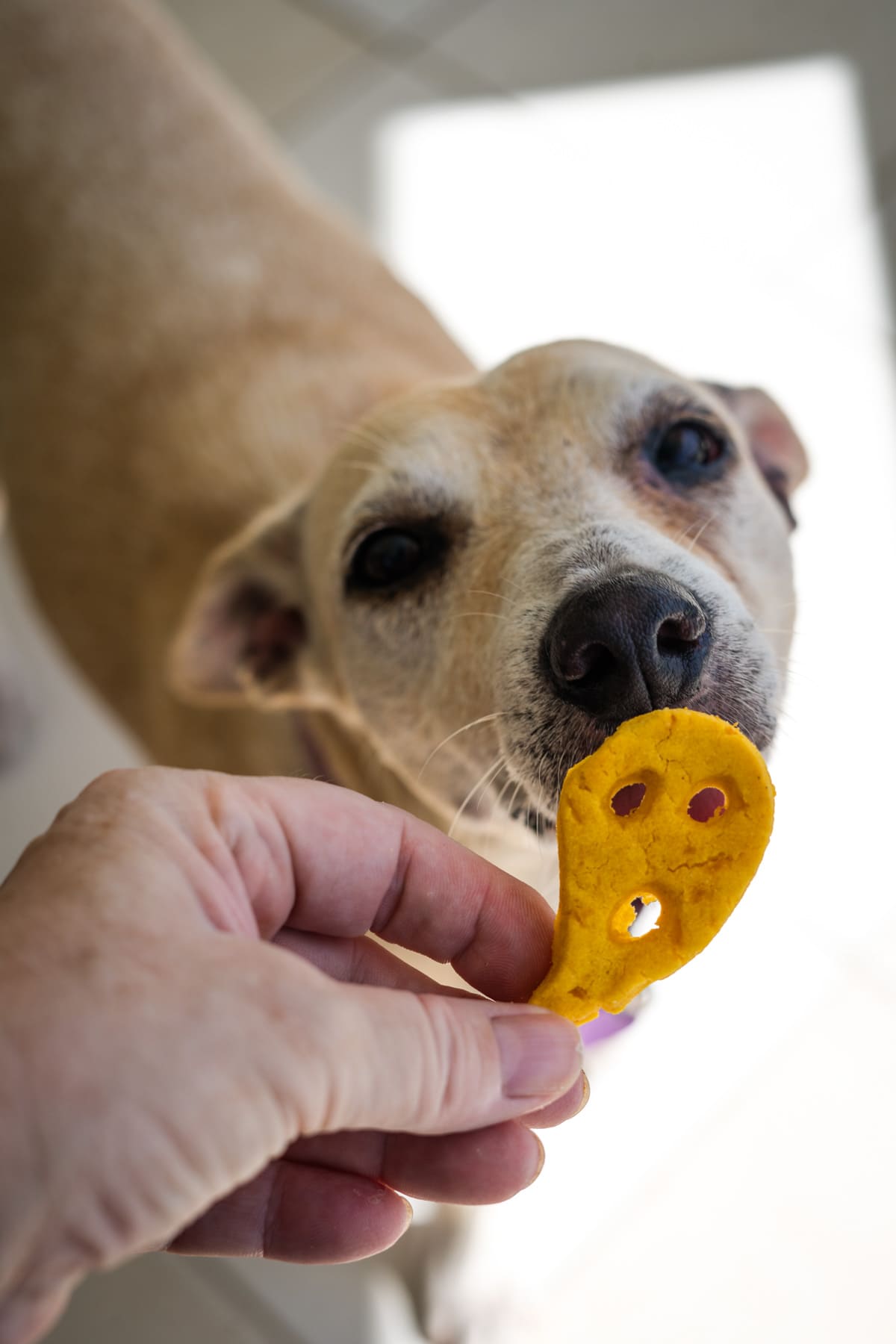 Halloween Dog Treats