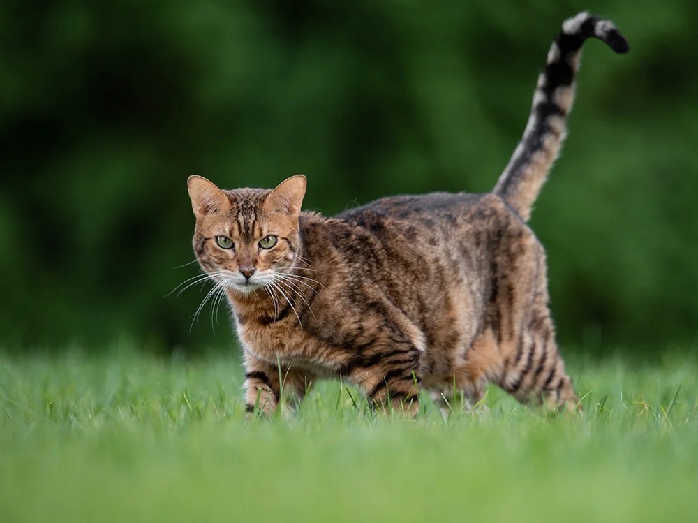 Buying A Bengal Cat The Ultimate Guide