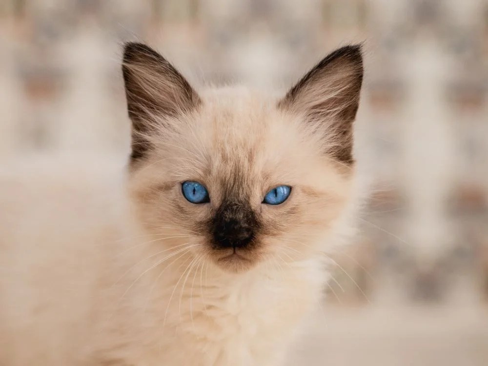 Fascinating World of the Ragdoll Siamese Mix An InDepth Guide