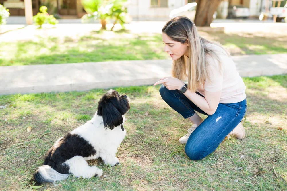 How To Potty Train Shih Tzus The Ultimate Guide