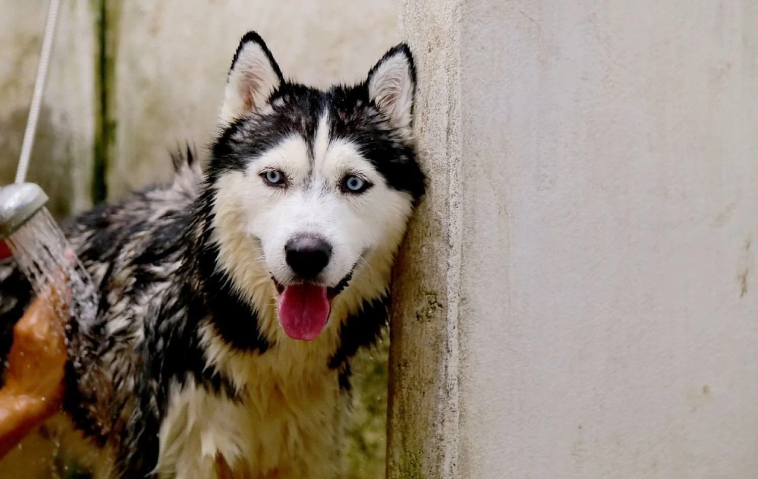 How Often Should You Bathe a Husky The Ultimate Guide