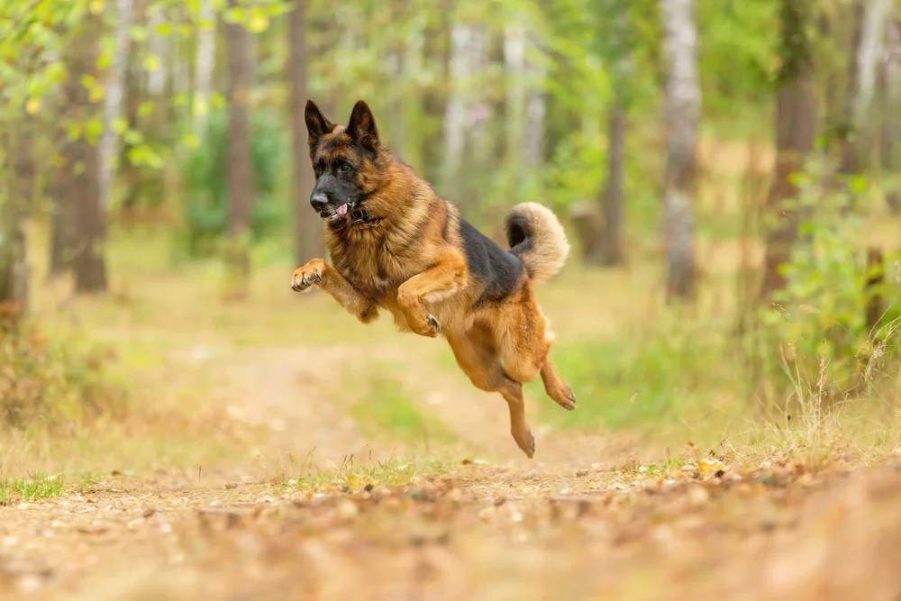 How High Can A German Shepherd Jump?