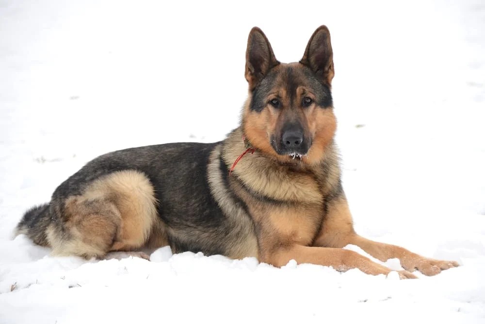 Is 45 Degrees Too Cold For A German Shepherd?