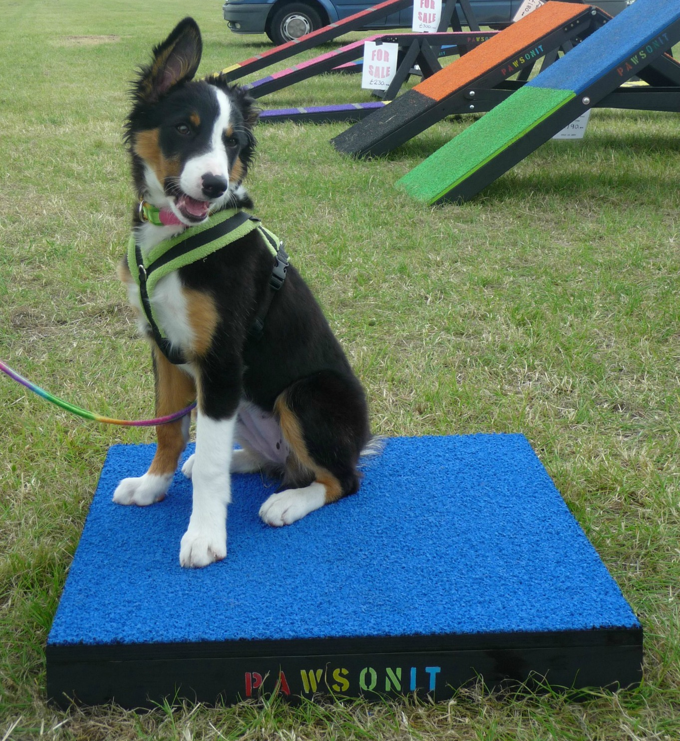 How To Build A Platform For Dog Kennel at Shelby Cervantes blog