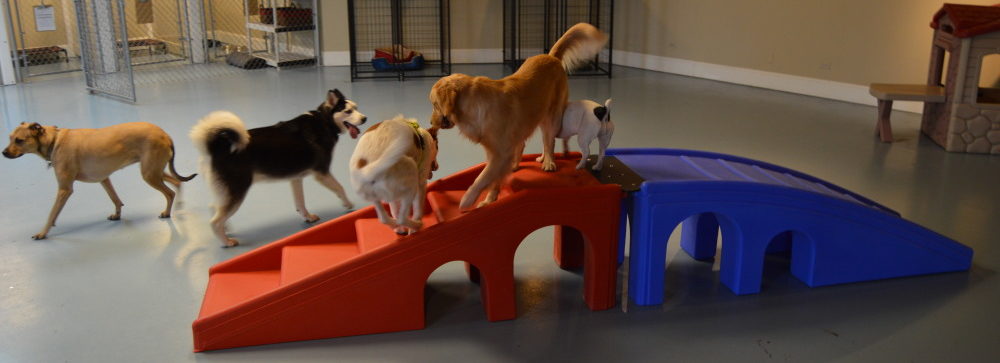 Paws On Pingree Doggy Day Care, Dog Boarding & Grooming in Crystal Lake IL