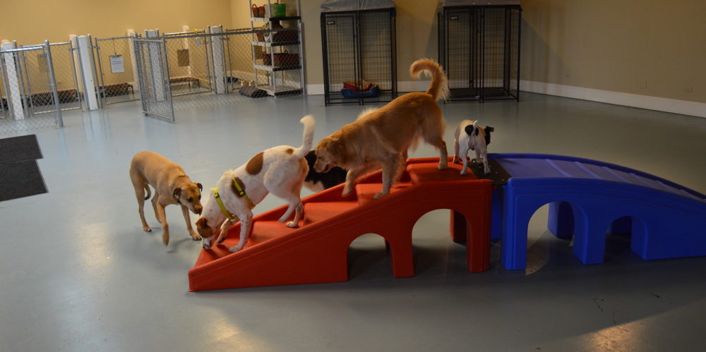 Doggie Daycare in Crystal Lake, IL Paws On Pingree