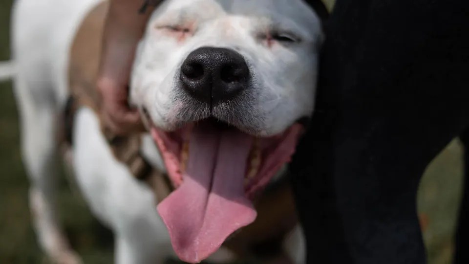 Pet Boarding Services Bangalore A Comprehensive Guide