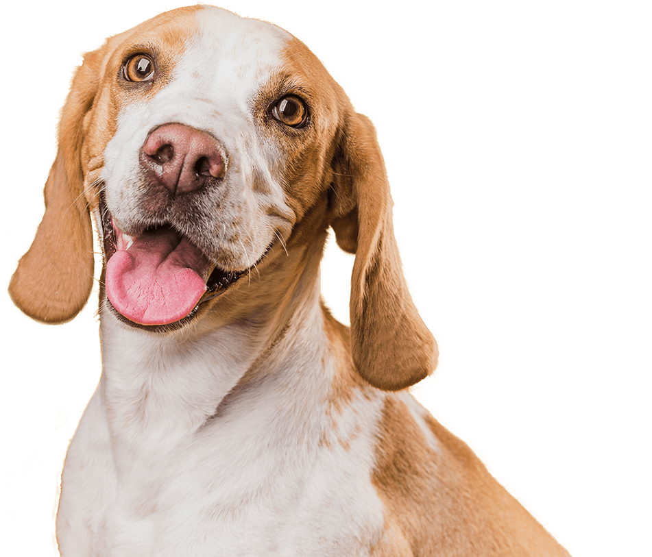 Paws n Pals Puppies in Singapore for Sale Small Puppy Pet Shop