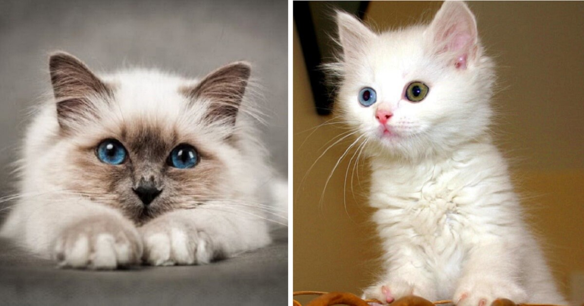 10+ The Most Adorable Cat Breeds As Kittens PAWS