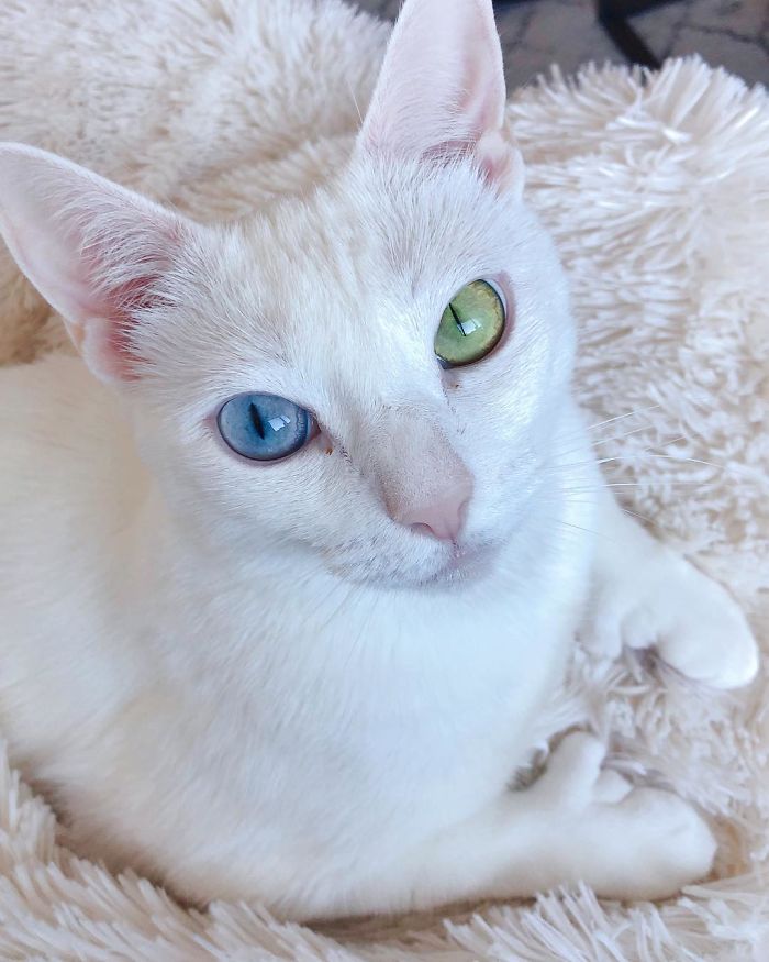 Cat With Heterochromia And Extra Toes Abandoned By Her Owner Finds Lots