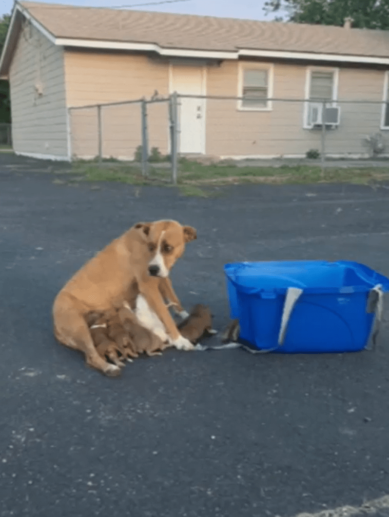 Animal Rescue Group Saves Mama Dog And Her 9 Babies Dumped Like Trash