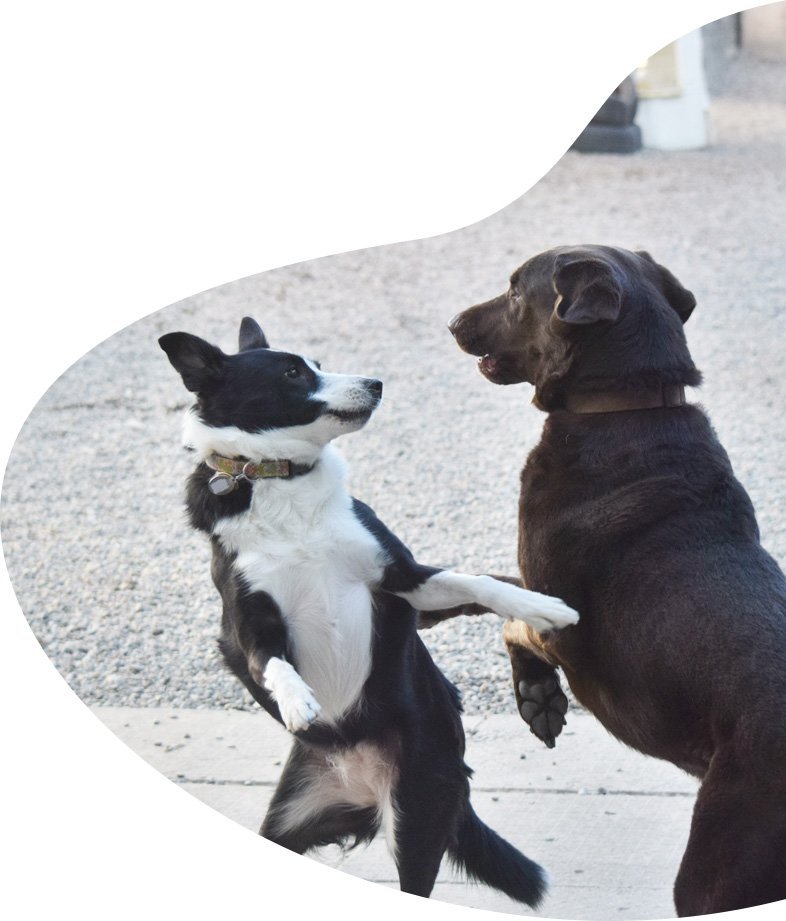 Toronto’s Trusted Dog Daycare & Dog Boarding Contact Us