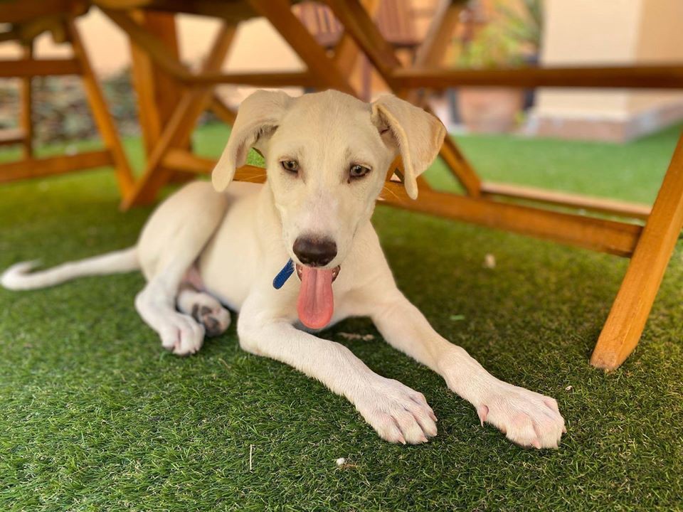 Paws Rescue Qatar animal welfare, animal rescue, animal shelter