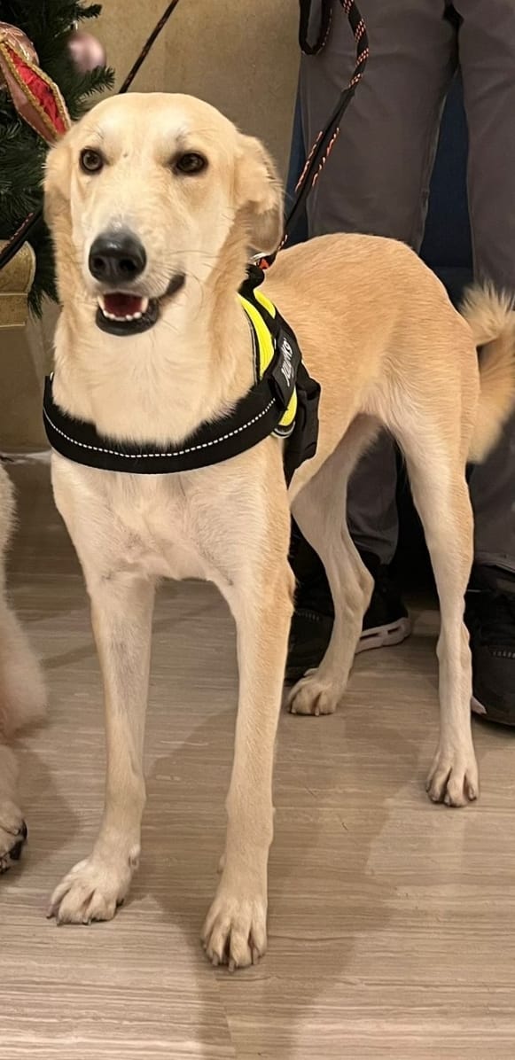 Dogs Available For Adoption Paws Rescue Qatar