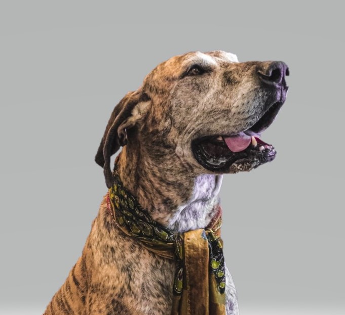 Volunteer PAWS Thrift Store