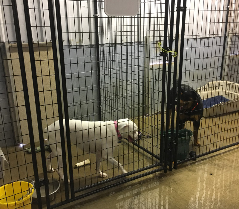 Dog Boarding in Terrell & Forney TX Paws Up Performance Site