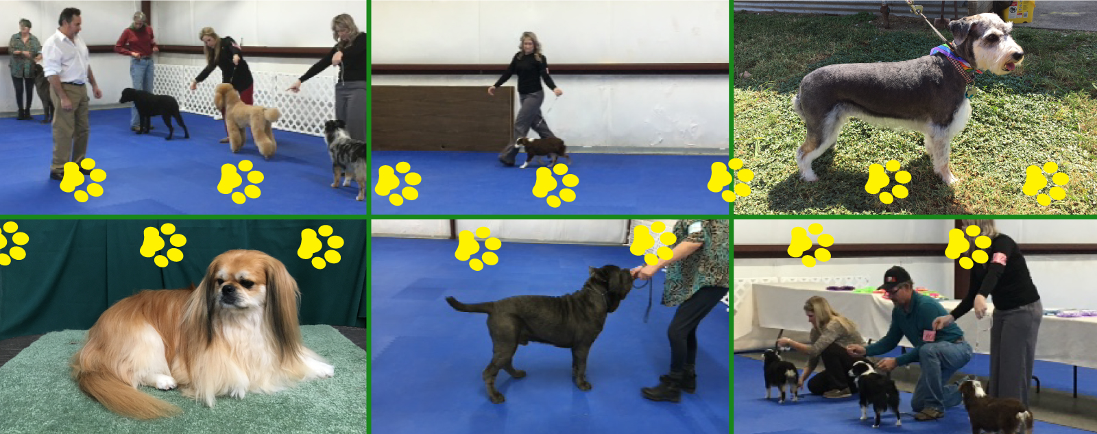 Dog Grooming, Boarding, & Training in Terrell & Forney TX Paws Up